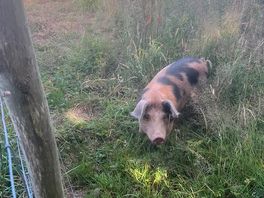 Pig :)