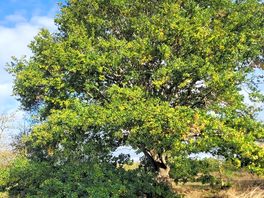 Beautiful old tree nearby to cabin