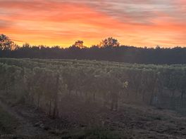 Sunset over the vineyard next to the site.