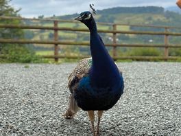 A friend we made during our stay!