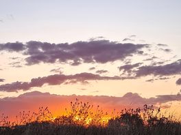 Sunset over meadow grasses