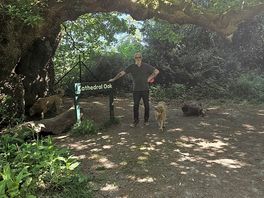 100 year old tree