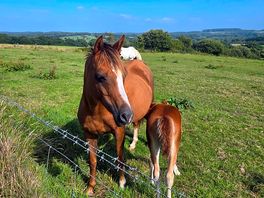 Kelly & spirit