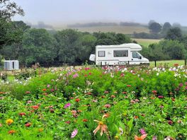 Camp field