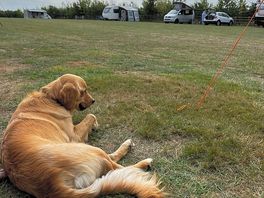 Relaxing after running in the dog field