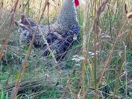 The gangster cock