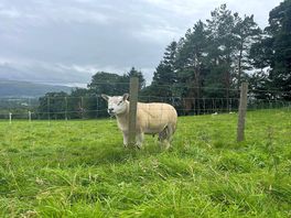 Sheep