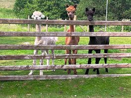 Resident inquisitive alpacas