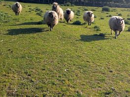 Sheep - only real criticism is that they maybe overdue shearing.