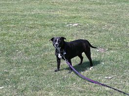 Lexi enjoying her space on the site