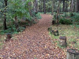 Woodland walk