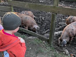 Onsite pigs