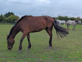Horses are in the field.
