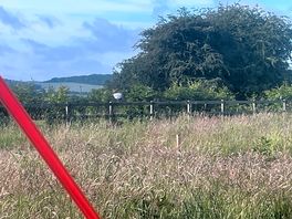 Guinea fowl on the fence
