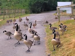 Over friendly geese