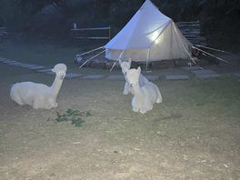 Alpaca field
