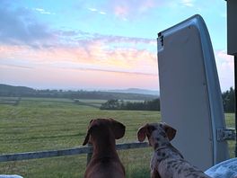 Our wee sausages admiring the view!