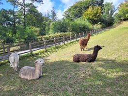 Alpaca up for you mate