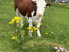 Brown cow