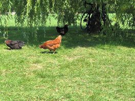 Besuch