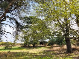 Camp among the trees