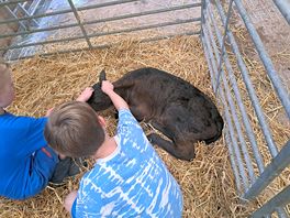 Meeting the animals.