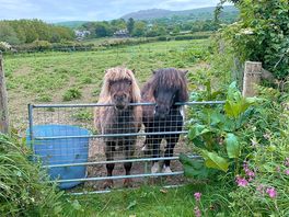 The neighbours!