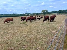 Farms cattle