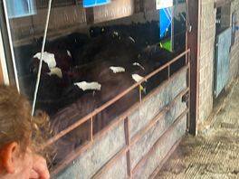 Watching the cows prepare for milking.