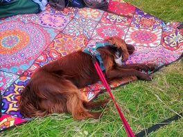 Happy tired dog