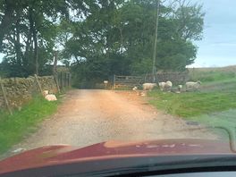 The sheep waiting to greet us 😂