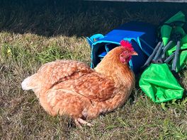 Friendly chickens
