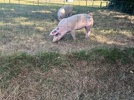 Pigs who love being fed the acorns from the surrounding trees