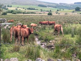 Taking a drink in the stream in the adjoining field