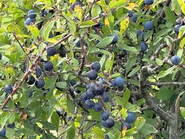 Slows picking