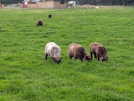 Lots of sheep