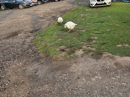 Geese doing their rounds