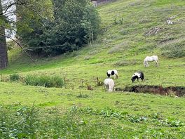 Horses