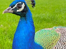Peep the peacock