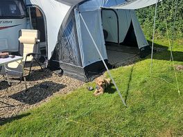 Dogs happy