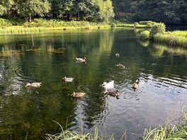 Friendly ducks!