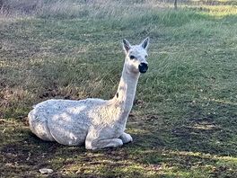 Elvis the al paca