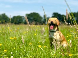 Meadow fun