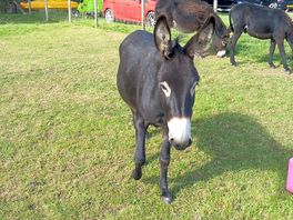 Resident donkeys