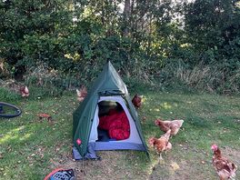 The chickens are a curious bunch so keep your food in closed bags :)