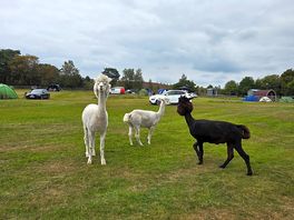 Animal have free rein & are very friendly