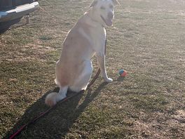 Buddy enjoying the sun