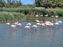 We visited parc ornithologique to see the flamingoes, 45 min drive away