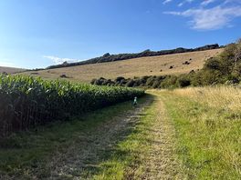 Lane by the maze
