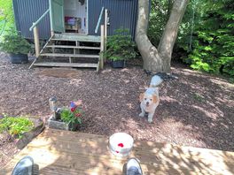 Doggy paradise